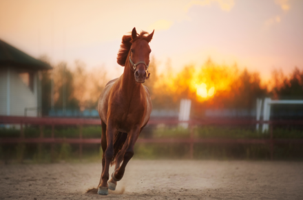 Adequan Equine Horse Running Joint Anatomy