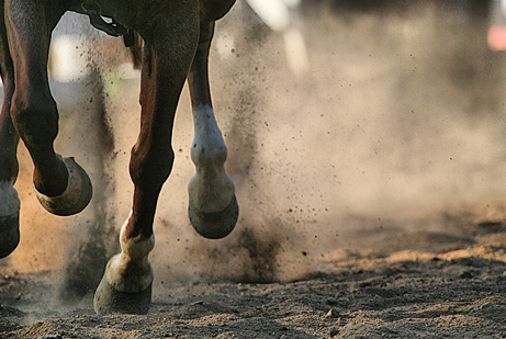 Adequan Equine horse legs running dust HR