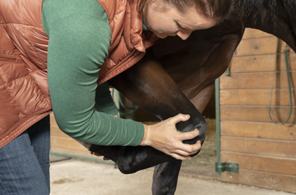 Adequan Equine veterinarian examining horse img
