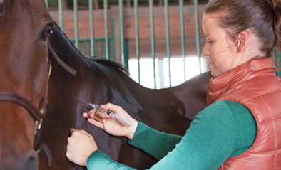 Adequan Equine veterinarian giving horse injection